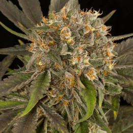Blue Kush (Dinafem Seeds)