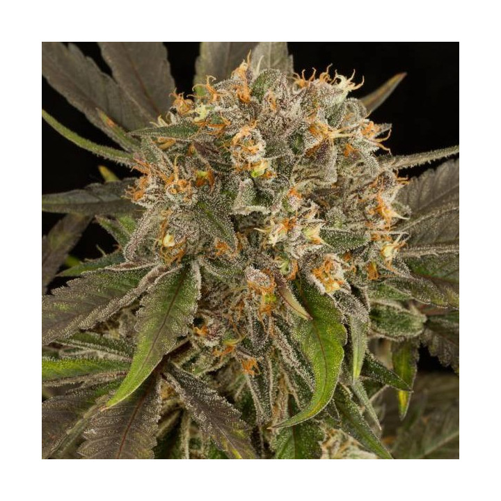 Blue Kush (Dinafem Seeds)