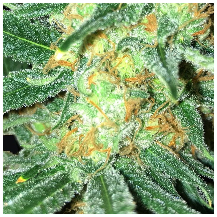 Critical + - Semillas a granel