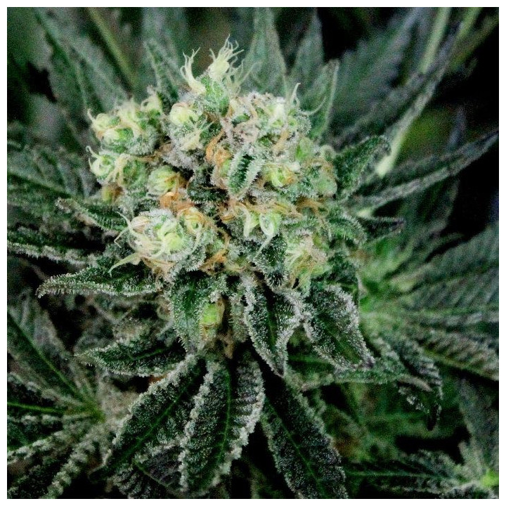 Critigal+  (Absolute Cannabis Seeds)