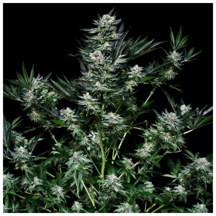 Critigal+  (Absolute Cannabis Seeds)