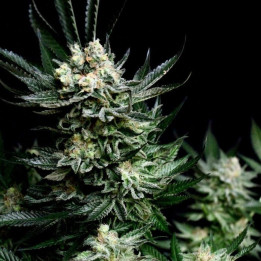 Critigal+  (Absolute Cannabis Seeds)