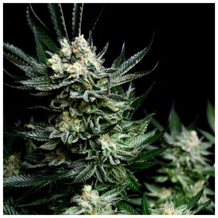Critigal+  (Absolute Cannabis Seeds)