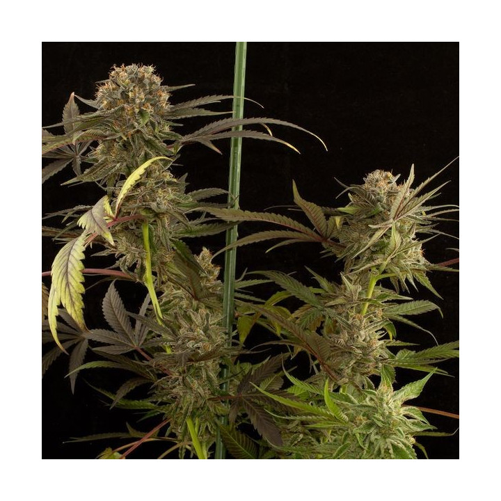 Blue Kush (Dinafem Seeds)