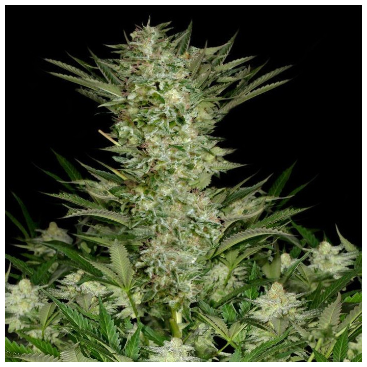 Absolute Herer (Absolute Cannabis Seeds)