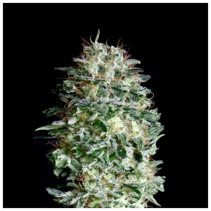 Absolute Herer (Absolute Cannabis Seeds)