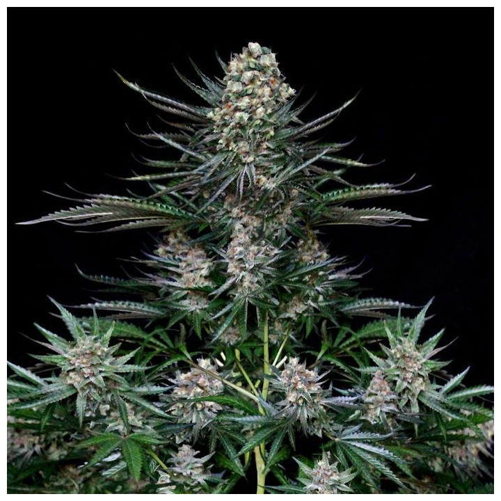 Nordés (Absolute Cannabis Seeds)