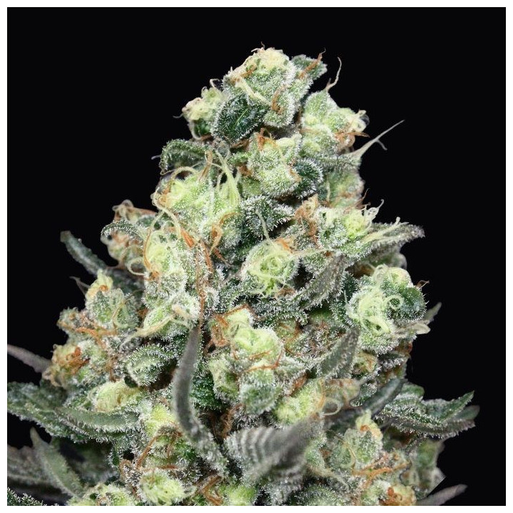 Nordés (Absolute Cannabis Seeds)