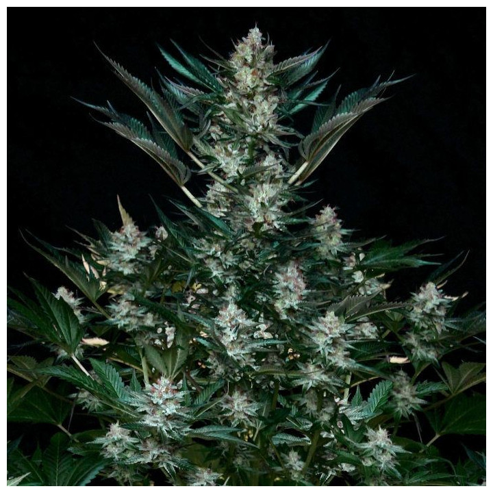 Rittus Haze (Absolute Cannabis Seeds)