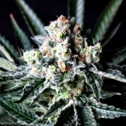 Amazing Auto (Absolute Cannabis Seeds)