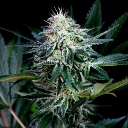 Radical Auto (Absolute Cannabis Seeds)