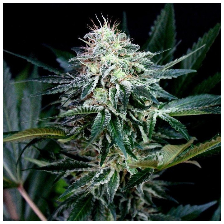 Radical Auto (Absolute Cannabis Seeds)