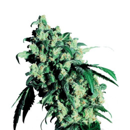 Super Skunk (Sensi Seeds)