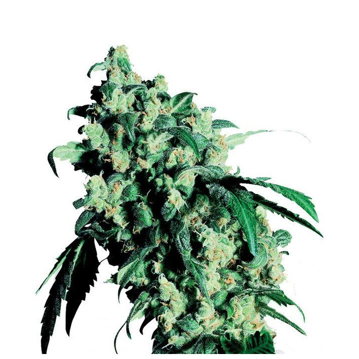 Super Skunk (Sensi Seeds)