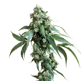 Jack Flash 5 (Sensi Seeds)