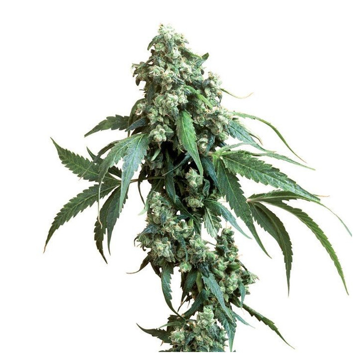 Jack Flash 5 (Sensi Seeds)