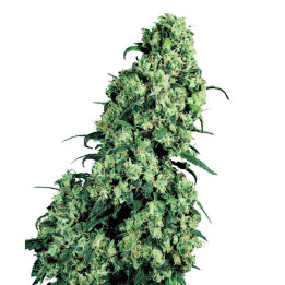 Skunk 1 (Sensi Seeds)