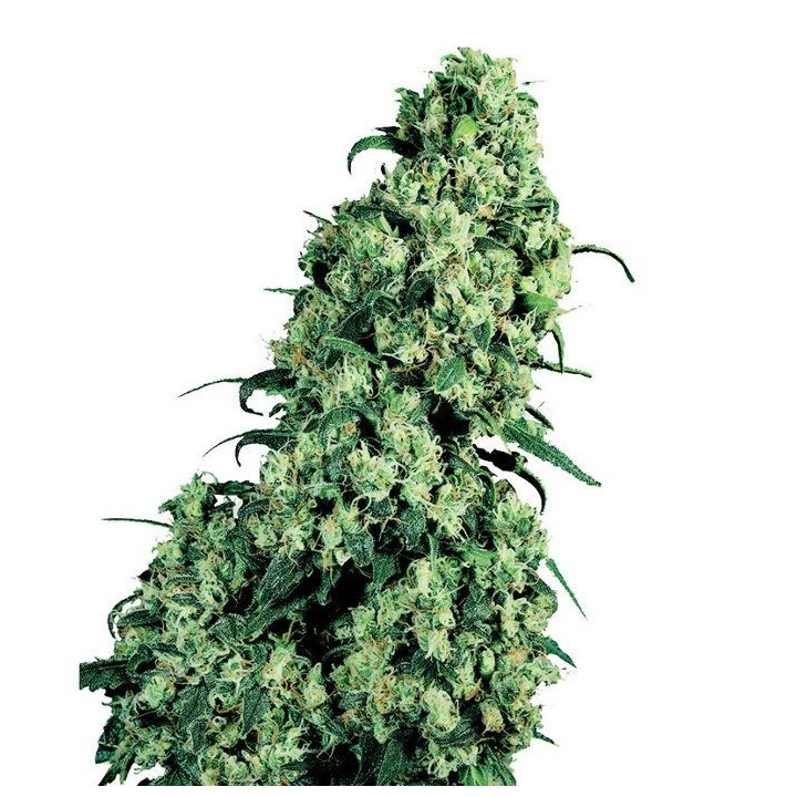 Skunk 1 (Sensi Seeds)
