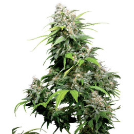 California Indica (Sensi Seeds)