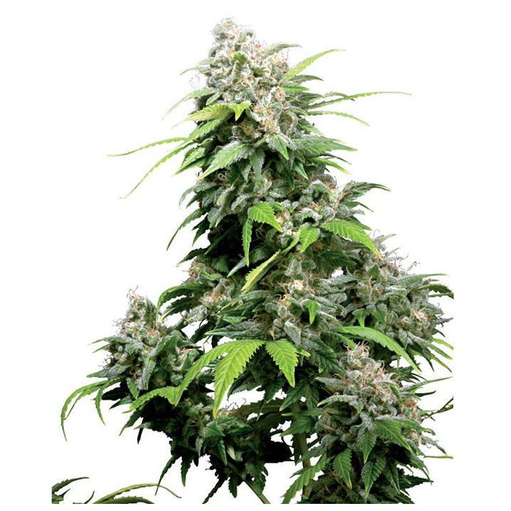 California Indica (Sensi Seeds)