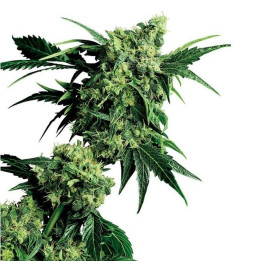 G13 x Hashplant (Sensi Seeds)