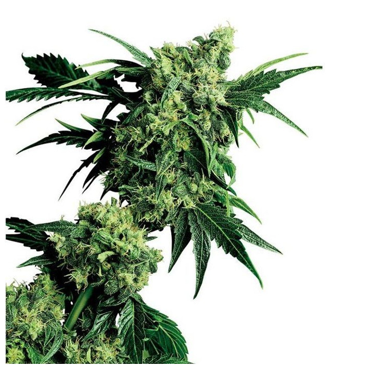 G13 x Hashplant (Sensi Seeds)