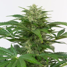 Haze Auto CBD (Dinafem)