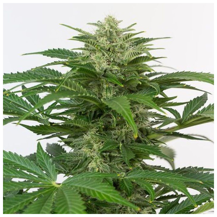 Haze Auto CBD (Dinafem)