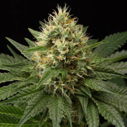 Dinachem (Dinafem Seeds)