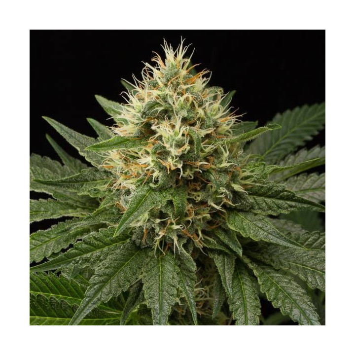Dinachem (Dinafem Seeds)