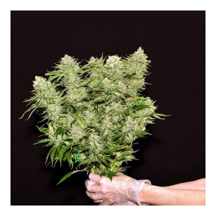 Dinachem (Dinafem Seeds)