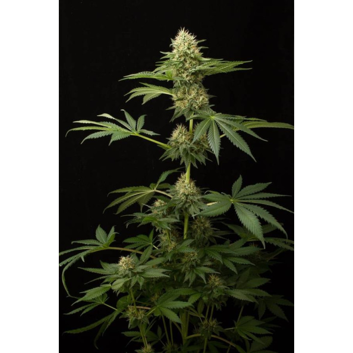 Dinachem (Dinafem Seeds)