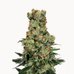 Ripper Badazz (Ripper Seeds)