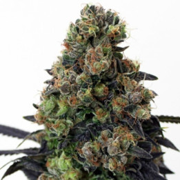 Acid Dough (Ripper Seeds)