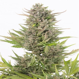 Semillas Critical + Auto CBD (Dinafem)