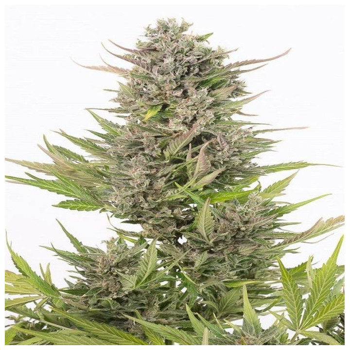 Semillas Critical + Auto CBD (Dinafem)