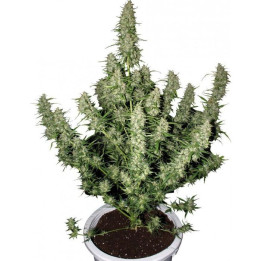 Buddha Magnum Auto (Buddha Seeds)