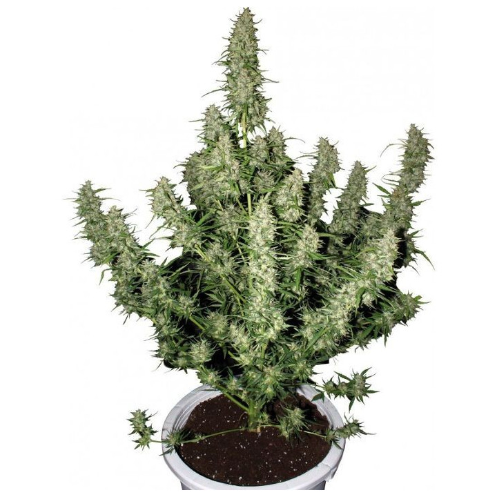 Buddha Magnum Auto (Buddha Seeds)