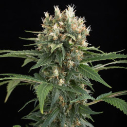 Blue Thai (Dinafem)