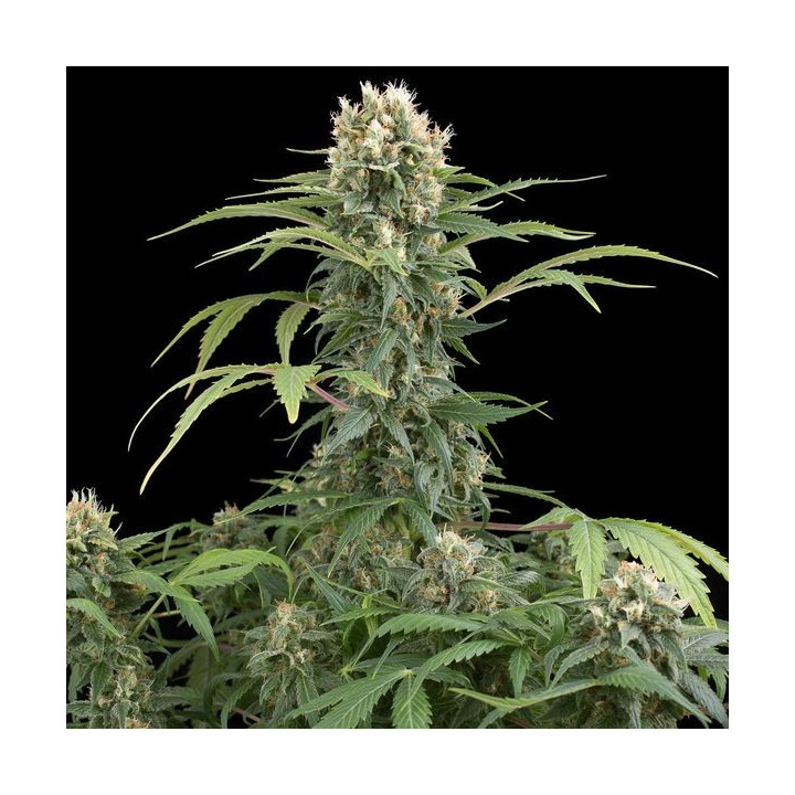 Blue Thai (Dinafem)