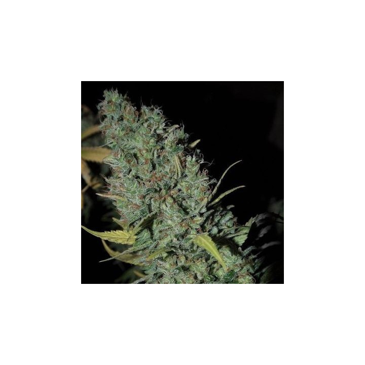 Strawberry Amnesia (Dinafem)