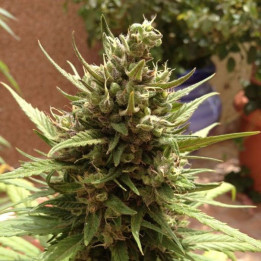 Auto Blueberry