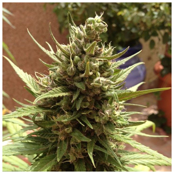 Auto Blueberry