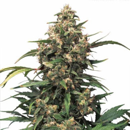Auto Xtreme (Dutch Passion)