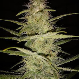 Strawberry Amnesia (Dinafem)