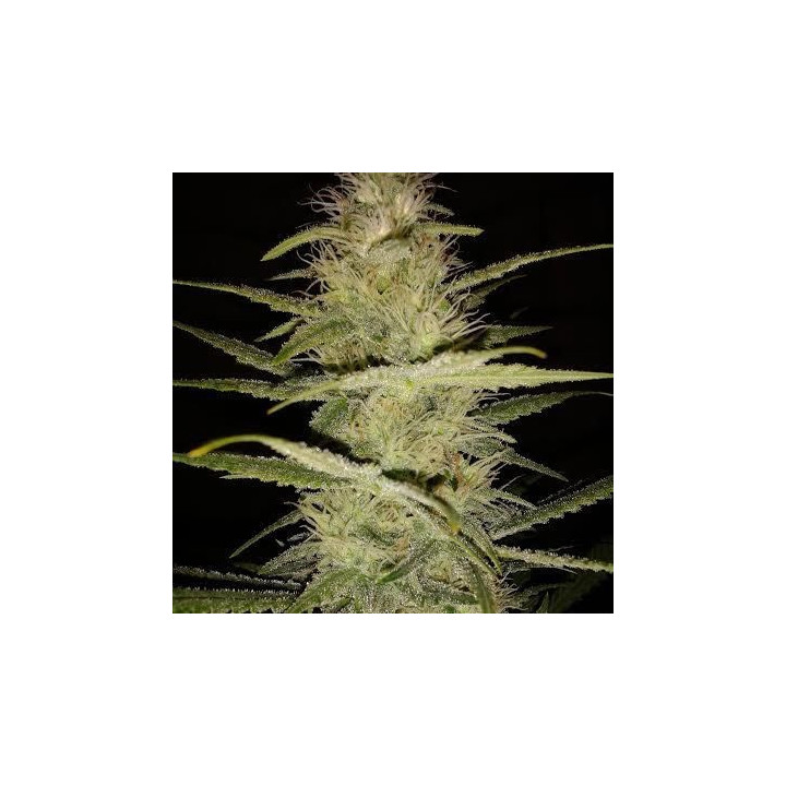 Strawberry Amnesia (Dinafem)