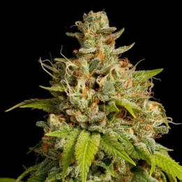 Durban Poison (Dutch Passion)