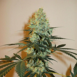 Masterkush (Dutch Passion)