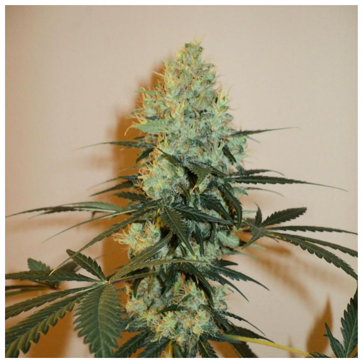 Masterkush (Dutch Passion)