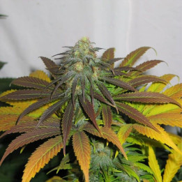 California Orange (Dutch Passion)